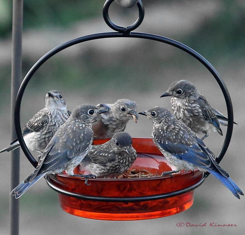 Hanging water bowl for birds hotsell