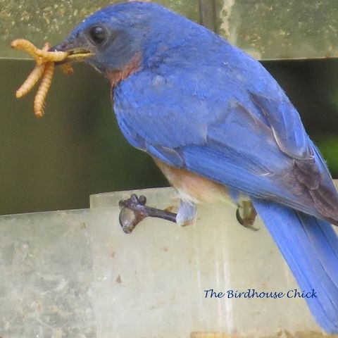 Can You Feed too Many Meal Worms?