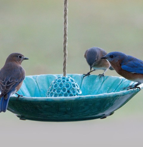 Fall Migration and Resident Birds