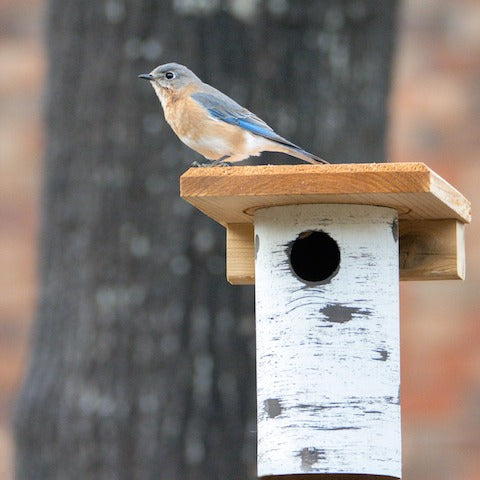 New Bluebird House- Try a Gilbertson