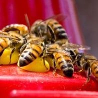 Bees Swarming Hummingbird Feeder