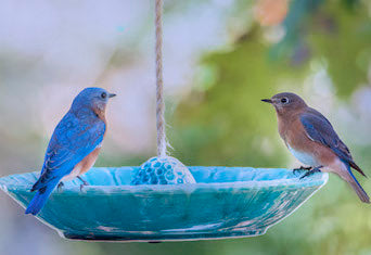 Bluebird Tips and Info