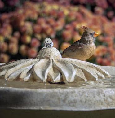 Gift Idea 8: Bird Bath Accessories | Leaf Mister | Solar Bubbler - The ...