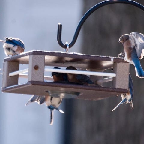 Gilbertson Bluebird Feeder