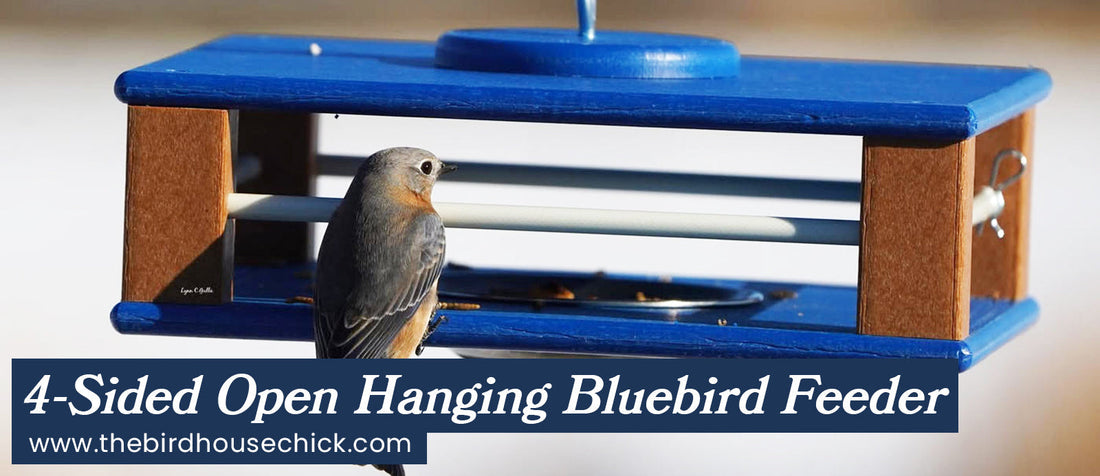 New Bluebird Feeder Has Been Around for Years