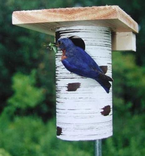 Bluebird Houses