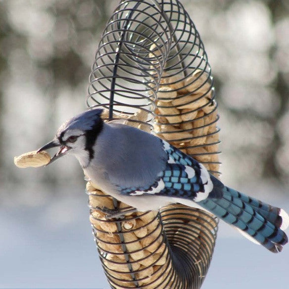  Red Arrow Whole Peanut Blue Jay Feeder