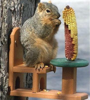 Fun Squirrel Feeders & Squirrel Houses