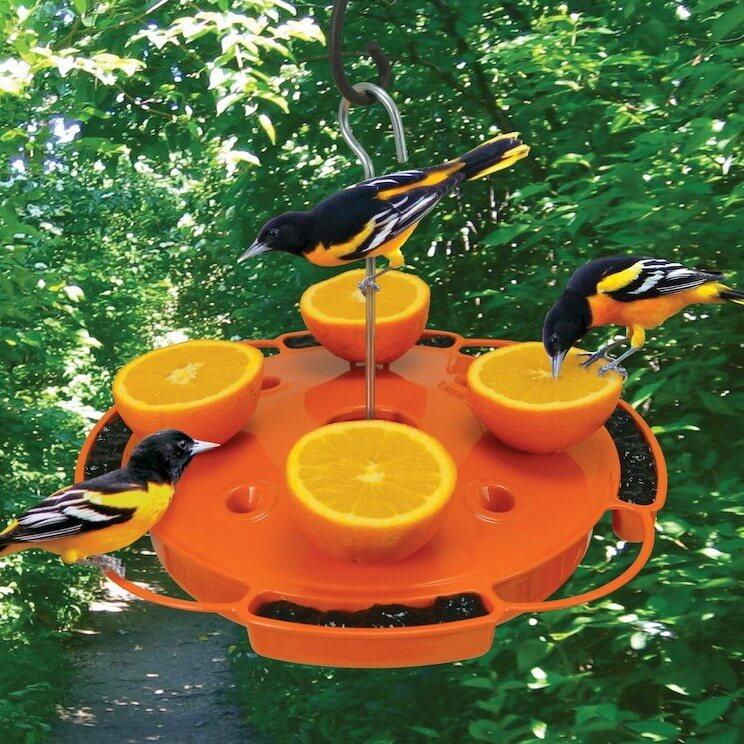 Oriole Feeders