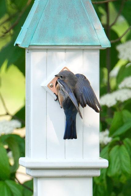 Patina Copper Roof Bluebird House – Elegant and Durable Birdhouse with Rustic Charm