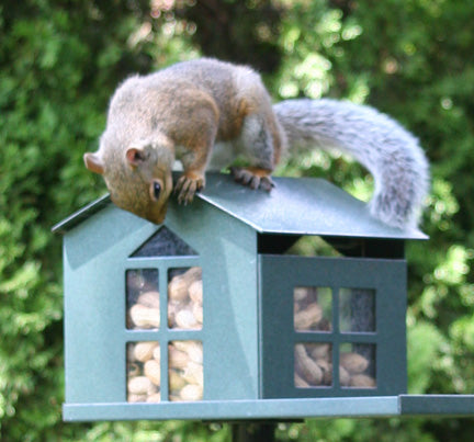 Heavy-duty metal squirrel feeder with chew-proof design, ideal for backyard wildlife feeding.