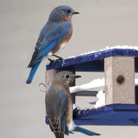 Gilbertson Hanging Bluebird Feeder