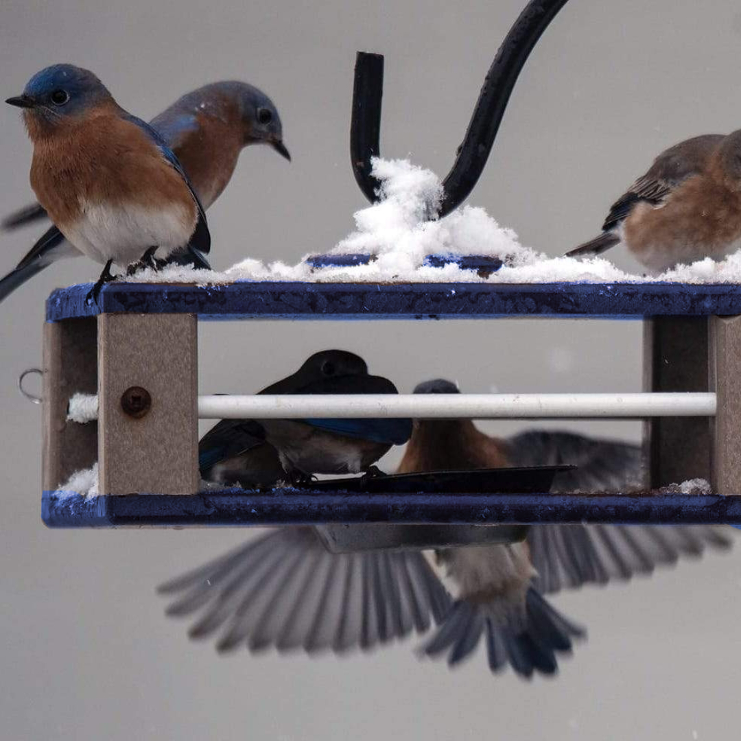 Gilbertson Hanging Bluebird Feeder