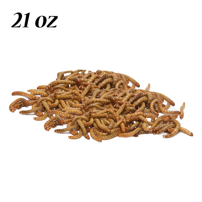 Dried Mealworms – High-Protein Bird Treats for Attracting a Variety of Birds