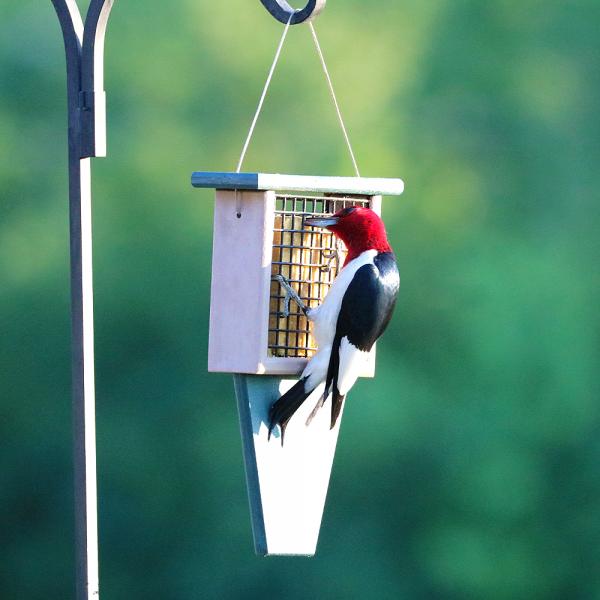 Tails of Birding: Why You Should Love Blue Jays at Your Feeders