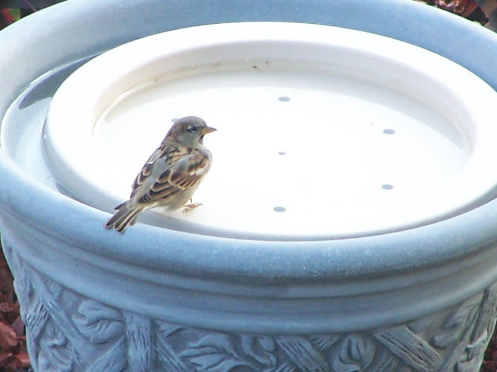 Bird Bath Raft