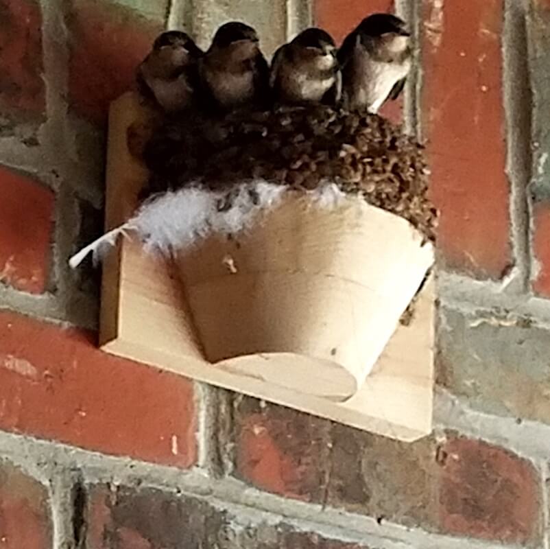 Barn Swallows In Nest Cup
