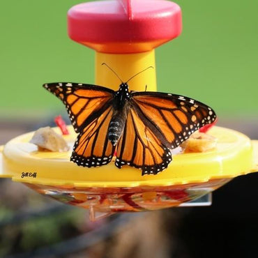 Butterfly Feeder for Fruit and Nectar