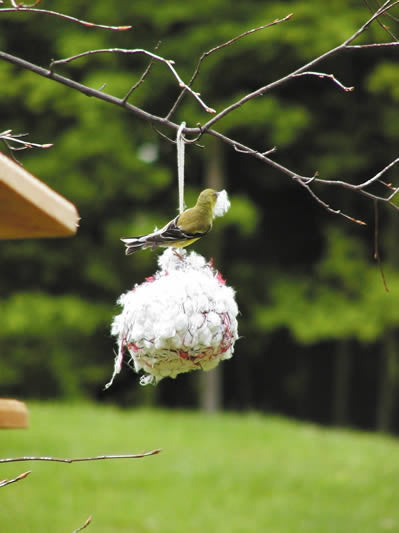 Cotton Nesting Ball by BirdsChoice