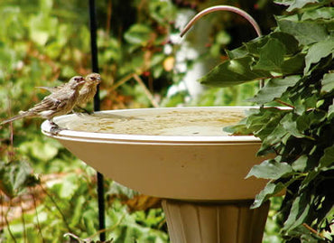 Bird Bath Dripper in action