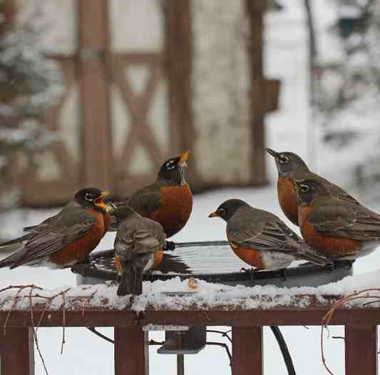 Heated Deck-Mount Bird Bath 60 Watt