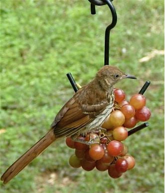 Large Capacity Fruit Feeder