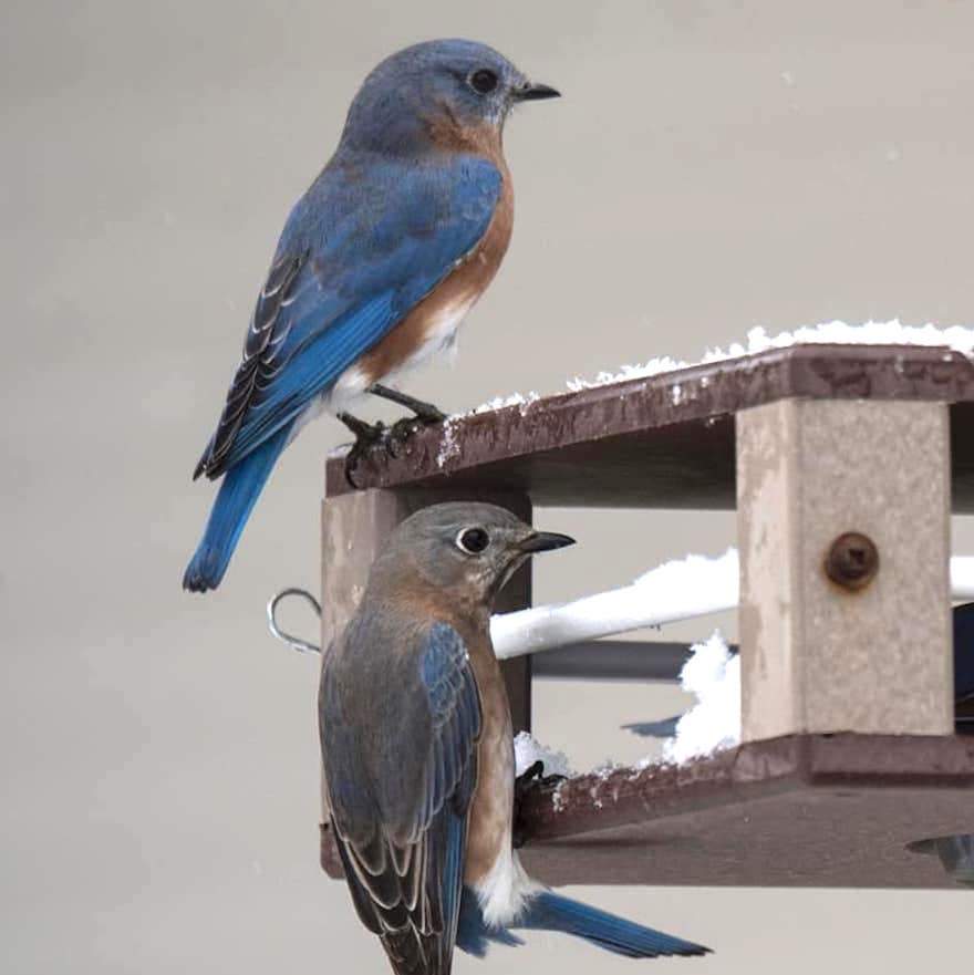 Bluebirds at Gilbertson Feeder for Mealworms