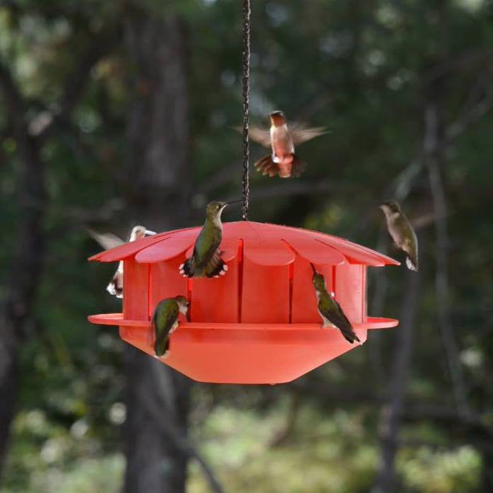 Humm-Bug Protein Hummingbird Feeder