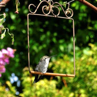 Hummingbird Swing