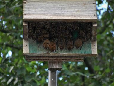Large Capacity Bat House
