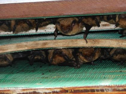 Large Capacity Bat House