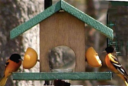 Oriole Feeder Cedar-Fruit & Jelly