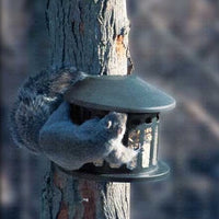 Metal Squirrel Diner Post Mount Feeder