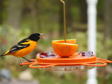 Oriolefest Bird Feeder