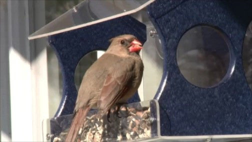 Recycled Window Bird Feeder-Medium