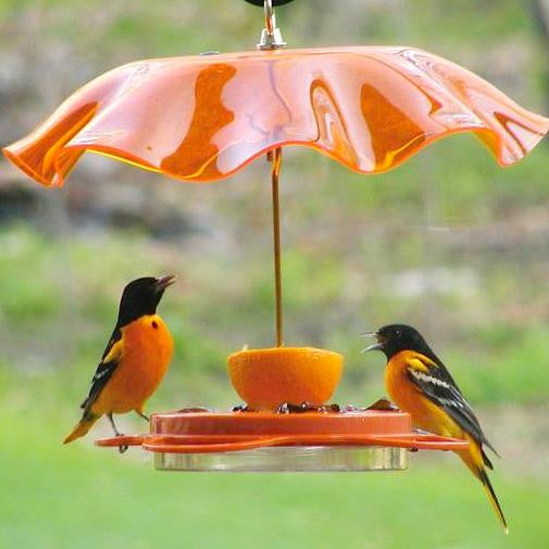 Oriolefest Bird Feeder shown with Weather Guard