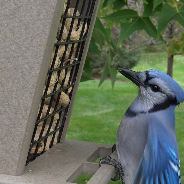 Peanut In Shell Bird Feeder Offers Large Tray