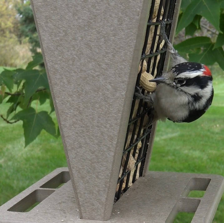 Recycled Peanut In Shell Bird Feeder