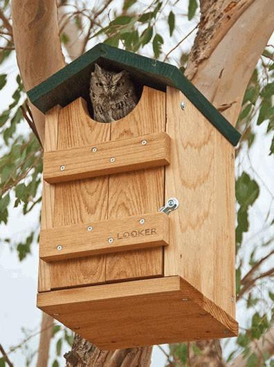 barred owl nest box