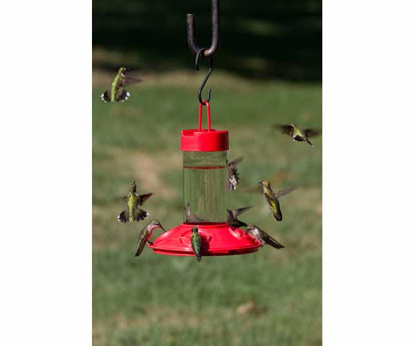 Dr. JB's Clean Hummingbird Feeder & Hummer Helmet