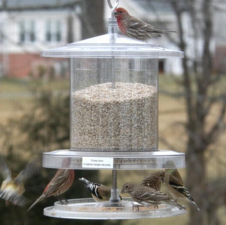 Songbird All-Weather Bird Feeder