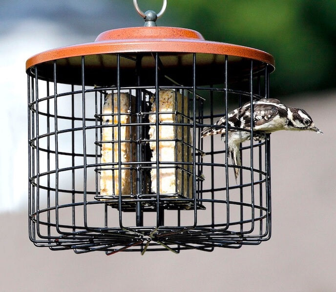 Squirrel-Proof Suet Feeder