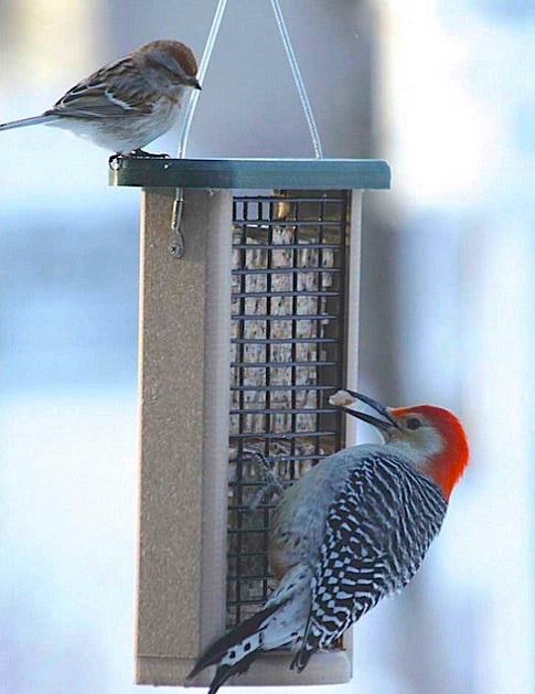 Three In One Suet Bird feeder