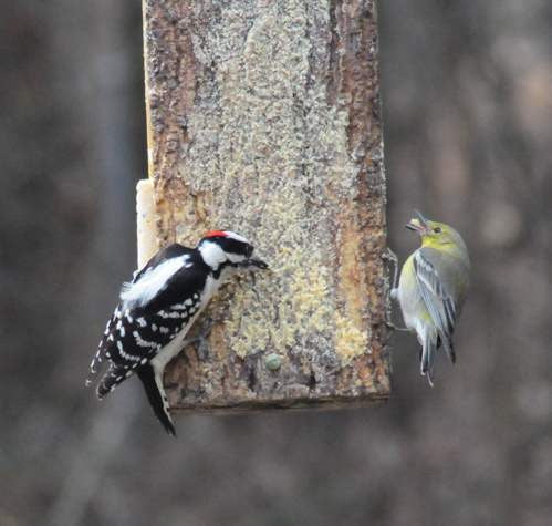 Deluxe Suet Sandwich Bird Feeder