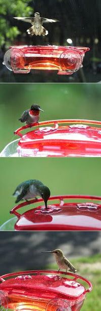 Jewel Box Window Hummingbird Feeder