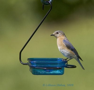 Fruit, Jelly & Mealworm Feeder - Hanging