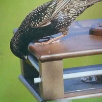 Hanging Bluebird Feeder Keeps Starlings Out