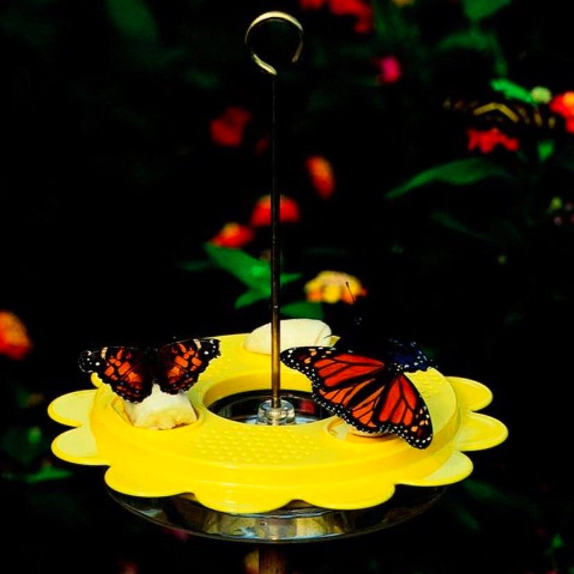 Flutterby Butterfly Feeder