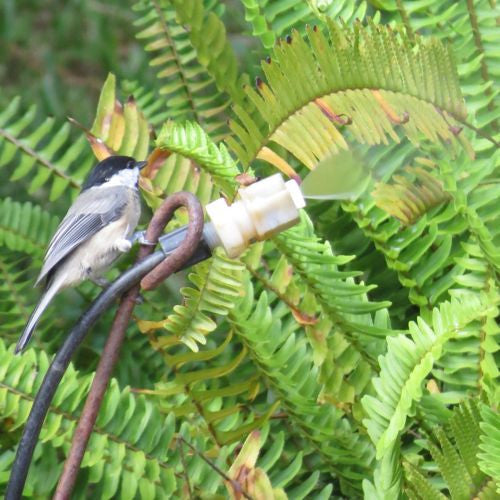 Chickadee on Leaf Mister