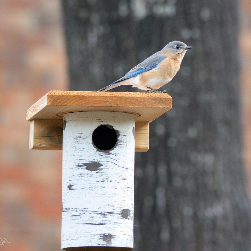 Gilbertson Nest Box